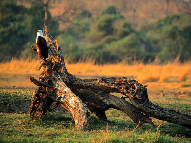 Eagle Stance, Africa